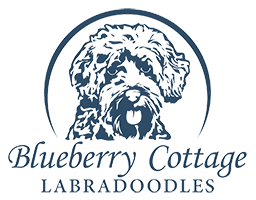Blueberry Cottage Labradoodles Wisconsin